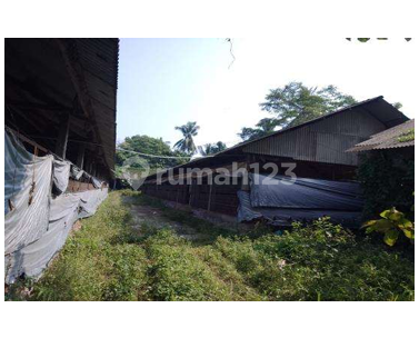 Gudang dan Kandang Ayam Luas dan Murah di Kawasan Jerukagung dekat dengan Jalan Raya Magelang-Yogyakarta