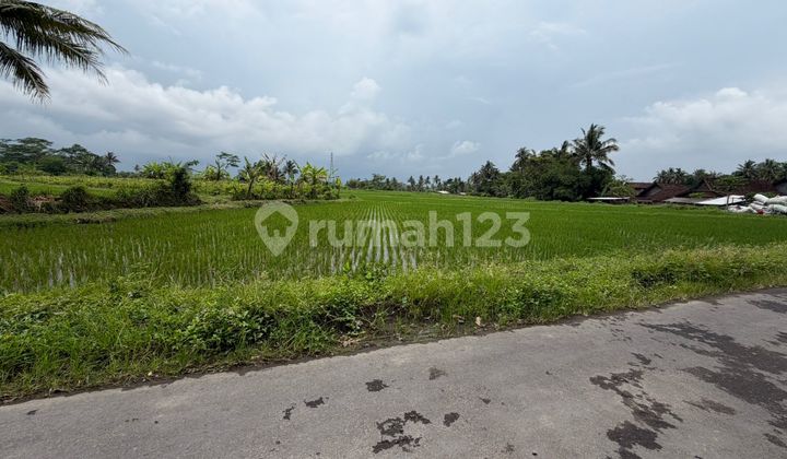 Large and Affordable Rice Fields in Gondowangi Area, Sawangan, close to Magelang-Yogyakarta Main Road Large and Affordable Rice Fields in Gondowangi Area, Sawangan, close to Magelang-Yogyakarta Main Road