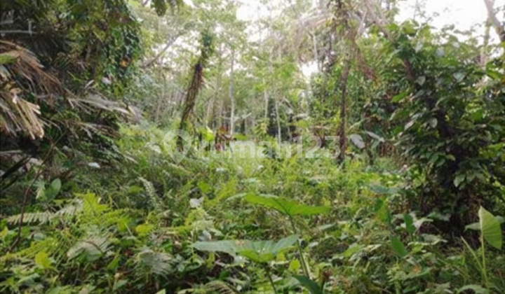 Wide and Cheap Rice Fields in the Salam Area near Banyurejo Toll Gate Wide and Cheap Rice Fields in the Salam Area near Banyurejo Toll Gate