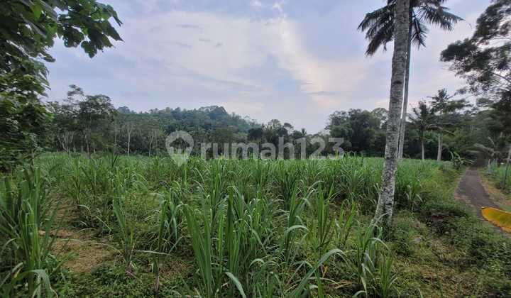 Tanah Strategis dan Luas di Kawasan Gedangan, Malang Dekat dengan Coban Nirwana
