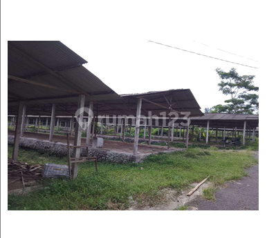 Wide and Cheap Chicken Coop near Magelang-Yogyakarta Highway Wide and Cheap Chicken Coop near Magelang-Yogyakarta Highway