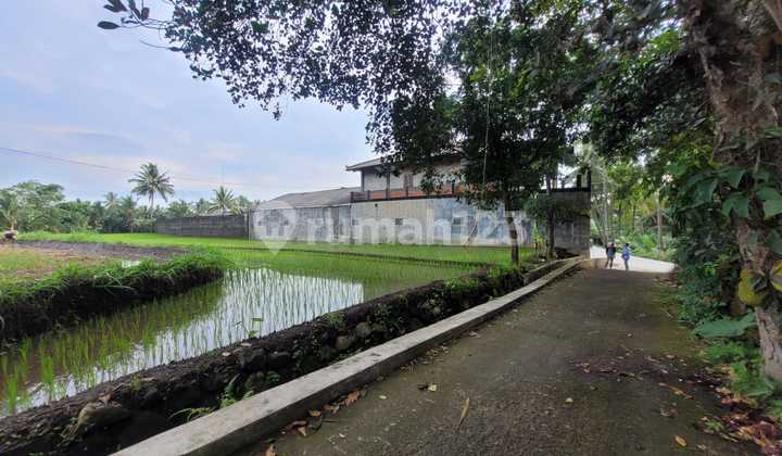 Extensive and Affordable Rice Fields in Sudimoro Area, Malang, near Magelang-Yogyakarta Highway Extensive and Affordable Rice Fields in Sudimoro Area, Malang, near Magelang-Yogyakarta Highway