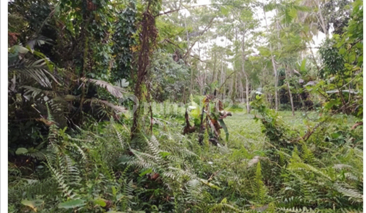 Wide and Cheap Rice Fields in the Salam Area near Banyurejo Toll Gate Wide and Cheap Rice Fields in the Salam Area near Banyurejo Toll Gate