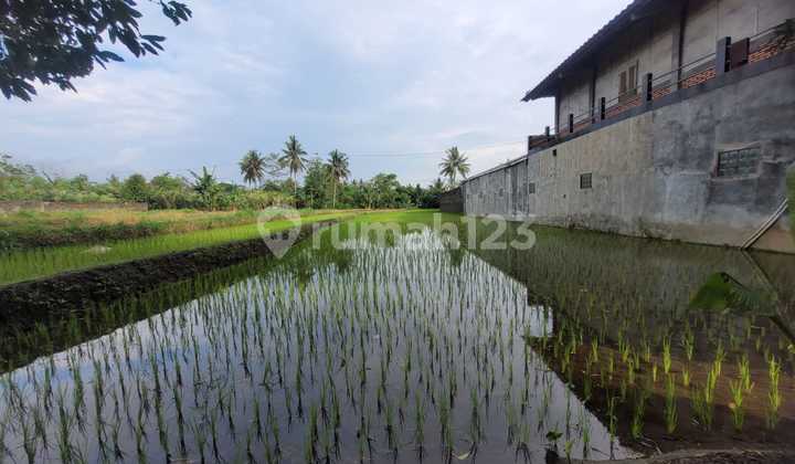 Extensive and Affordable Rice Fields in Sudimoro Area, Malang, near Magelang-Yogyakarta Highway Extensive and Affordable Rice Fields in Sudimoro Area, Malang, near Magelang-Yogyakarta Highway