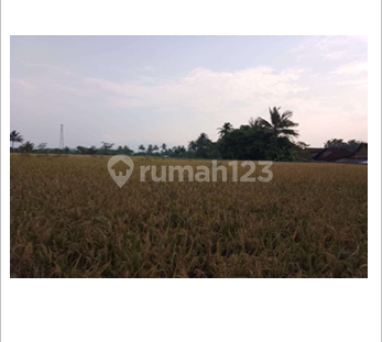 Tanah Sawah Luas dan Murah di Kawasan Gondowangi dekat dekat Jalan Raya Magelang-Yogyakarta Tanah Sawah Luas dan Murah di Kawasan Gondowangi dekat dekat Jalan Raya Magelang-Yogyakarta