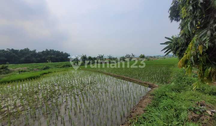Large and Affordable Land in the Dlanggu Area Close to the Balekambang Water Tourism Large and Affordable Land in the Dlanggu Area Close to the Balekambang Water Tourism