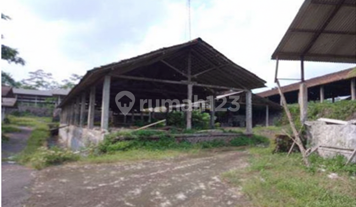 Spacious and Cheap Chicken Coop near Magelang-Yogyakarta Main Road Spacious and Cheap Chicken Coop near Magelang-Yogyakarta Main Road
