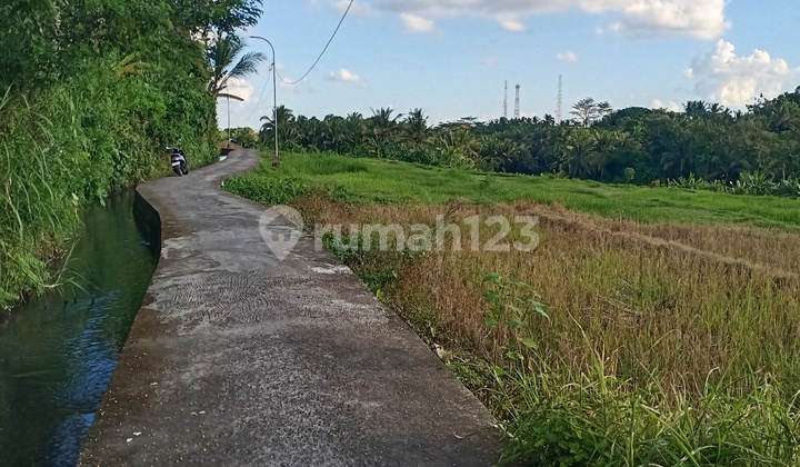 Beautiful and Serene Rice Field View in Mengwi