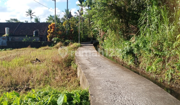 Beautiful and Serene Rice Field View in Mengwi
