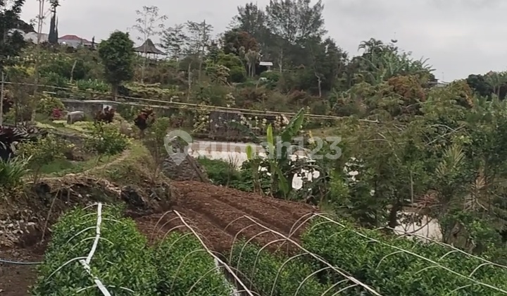 Kebun Pribadi Masih Aktif Beroperasi. Lahan Ini Cocok Ditanami Buah,Sayur dan Bunga. dengan View Pemandangan dan Cuaca Sangat Sejuk
