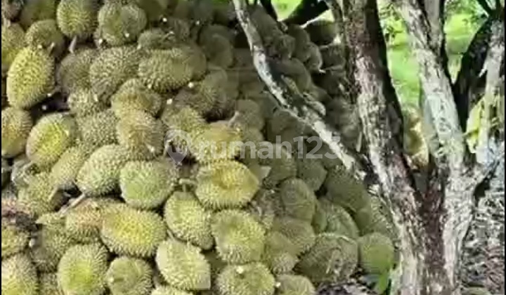 Land for Sale in Kebon Subang, West Java Land for Sale in Kebon Subang, West Java