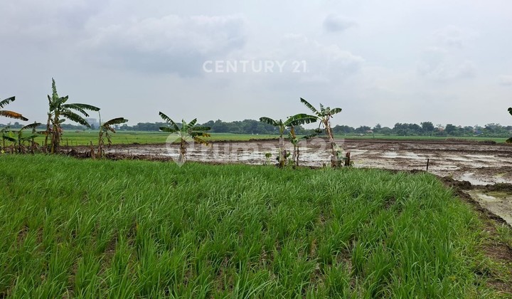 Tanah Sawah di Jl Kanci Samping Tol Kabupaten Cirebon