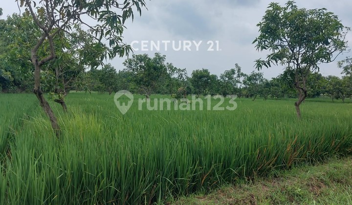 Land Block Nambo Blender Karangwareng Cirebon