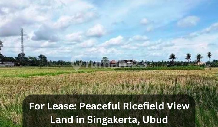 For Rent: Rice Field View Land in Singakerta - Ubud