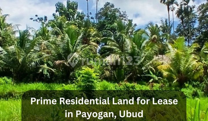 Tanah dengan Pemandangan Sawah Utama Dijual di Payangan - Zona Perumahan Tenang Dekat Ubud Tanah dengan Pemandangan Sawah Utama Dijual di Payangan - Zona Perumahan Tenang Dekat Ubud