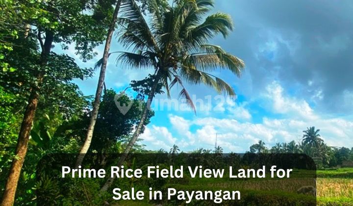 Prime Rice Field View Land For Sale In Payangan - Peaceful Residential Zone Near Ubud Prime Rice Field View Land For Sale In Payangan - Peaceful Residential Zone Near Ubud
