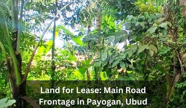 Tanah Untuk Disewa - Depan Jalan Utama di Payogan, Ubud Tanah Untuk Disewa - Depan Jalan Utama di Payogan, Ubud