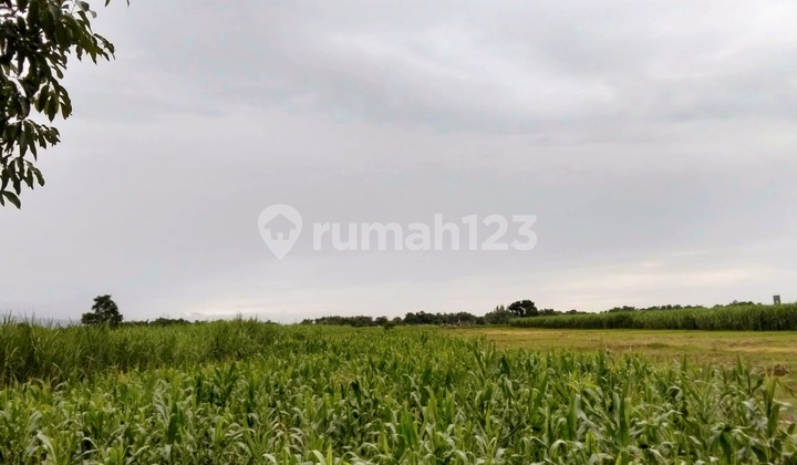 Cheap Rice Field Land Mangku Asphalt Road Kandangan Kediri