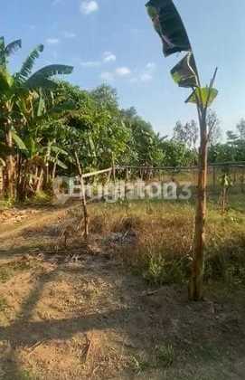 Tanah Kebun Strategis 5 Ribu M², Cocok untuk Investasi Tanah Kebun Strategis 5 Ribu M², Cocok untuk Investasi