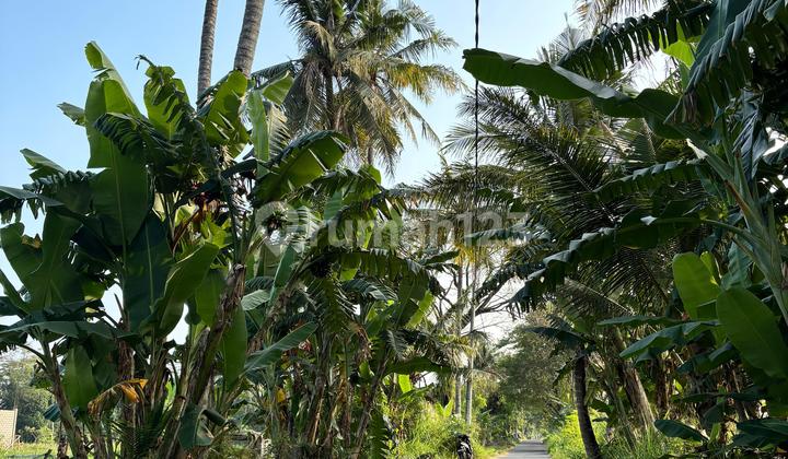 Strategic Land for Sale West of RSU Mitra Paramedika Sleman