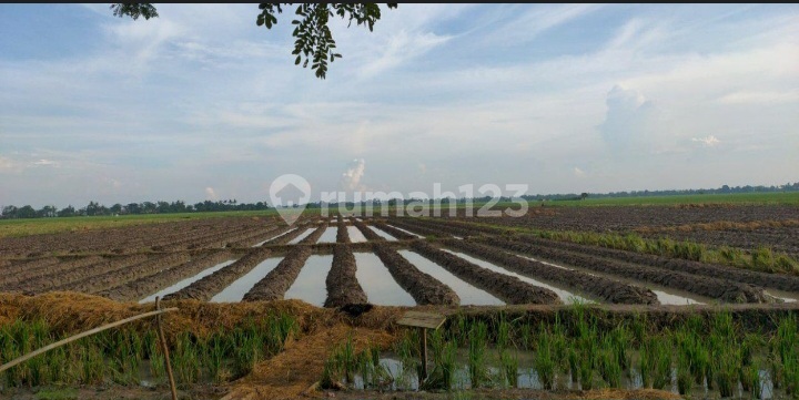 Dijual Sawah Blkg Monumen Rawa Gede