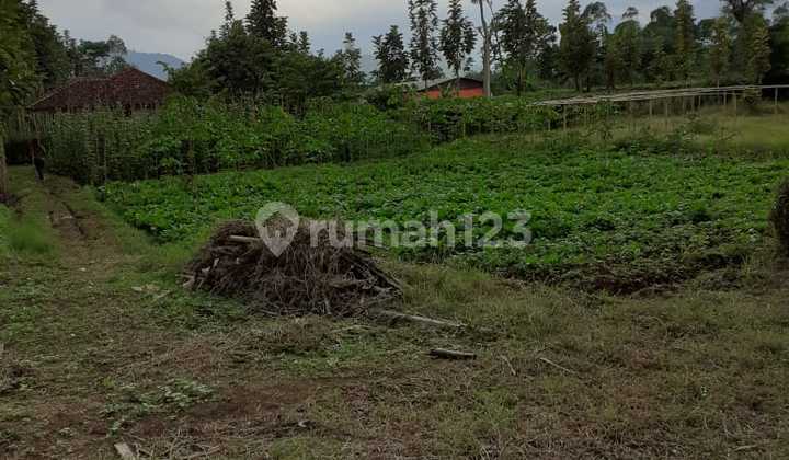 Dijual Tanah di Ciwidey Bandung Dijual Tanah di Ciwidey Bandung