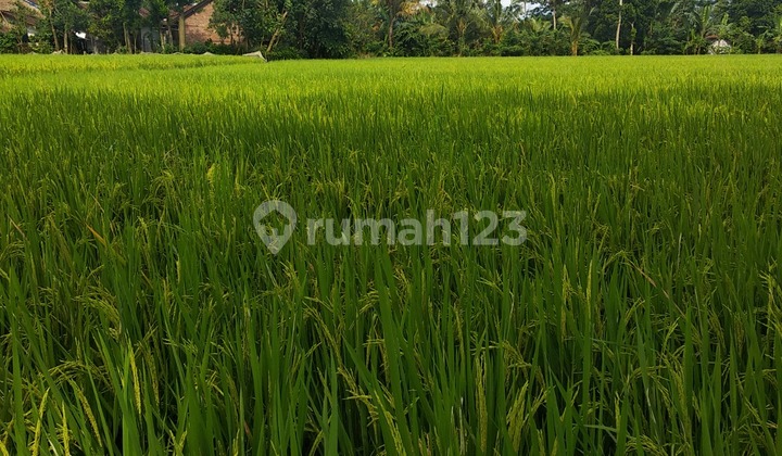 Tanah Cocok Bangun Cluster/Perumahan, 7 Menit Alun-Alun Kota