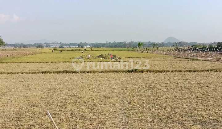 Lahan Luas Dekat Jember Sport Garden Akses Jalan Mudah, SHM Aman Lahan Luas Dekat Jember Sport Garden Akses Jalan Mudah, SHM Aman