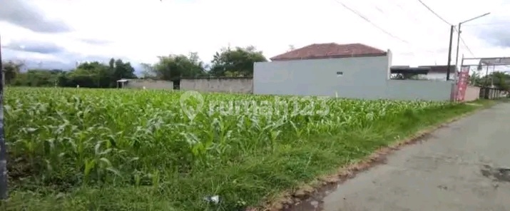 Tanah Murah Prospek Bangun Kos Dekat Kampus Jember Tanah Murah Prospek Bangun Kos Dekat Kampus Jember