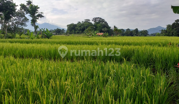 Lahan Sawah Bagus di Jualmurah Lahan Sawah Bagus di Jualmurah