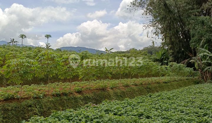 Jual Tanah di Bogor Tanah Jual Tanah di Bogor Tanah