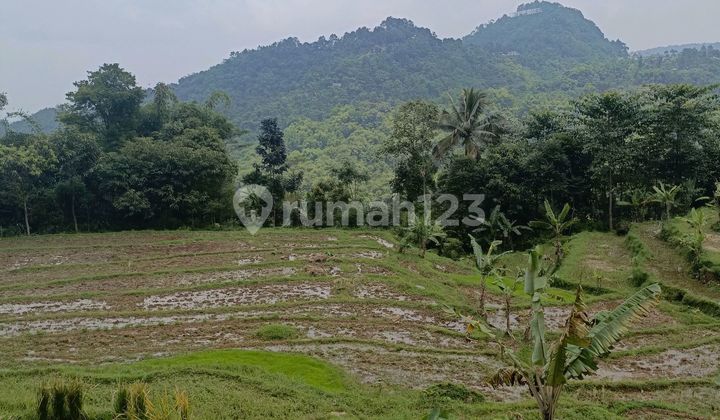 Tanag di Jual di Bogor Tanag di Jual di Bogor