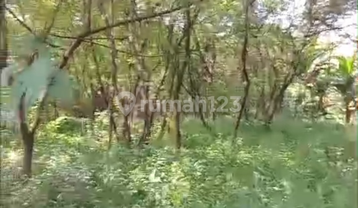 Di Jual Tanah di Daerah Cipayung Jakarta Timur Di Jual Tanah di Daerah Cipayung Jakarta Timur