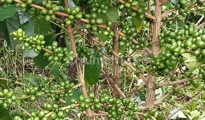 Jual Bu Kebun Kopi dan Sawah Produktif di Ciparay