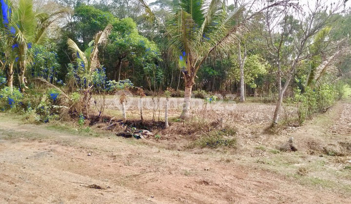 Tanah Kavling di Margasari - Tigaraksa - Tangerang Tanah Kavling di Margasari - Tigaraksa - Tangerang