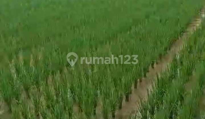 Dijual Cepat Sawah Lebak Wangi Serang Tangerang