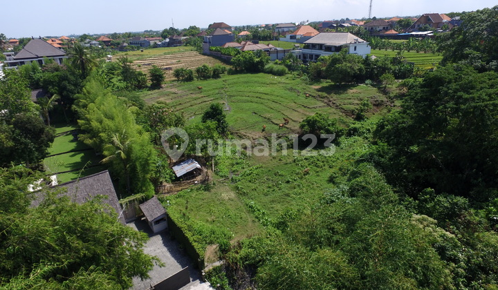 Prime 45.5 Are Freehold Land In Kerobokan For Luxury Development