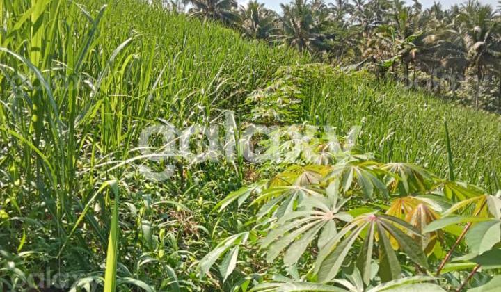 Tanah Strategis Desa Sonowangi Ampelgading Malang Gmk03818 Tanah Strategis Desa Sonowangi Ampelgading Malang Gmk03818