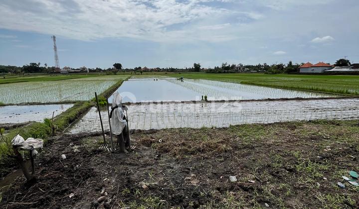 Tanah Sawah Zona Hijau di Kaba Kaba Tabanan