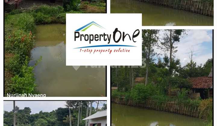 Jual Tanah Kavling bisa untuk Kolam Ikan di Gunung Sindur Jual Tanah Kavling bisa untuk Kolam Ikan di Gunung Sindur