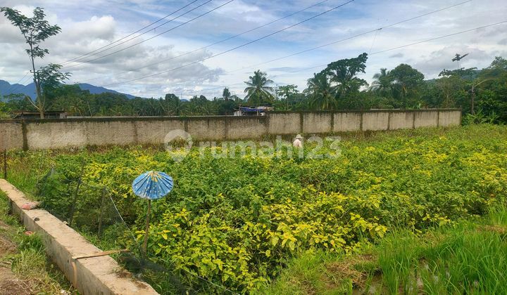 Sell Cheap Rice Field Beautiful Panorama