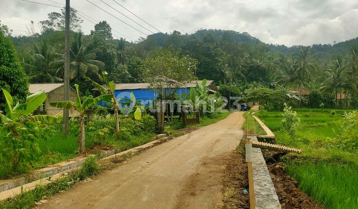Sell Cheap Rice Field Beautiful Panorama