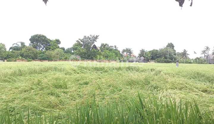 3 Are Tanah di Sewakan , Nyanyi Area 3 Are Tanah di Sewakan , Nyanyi Area