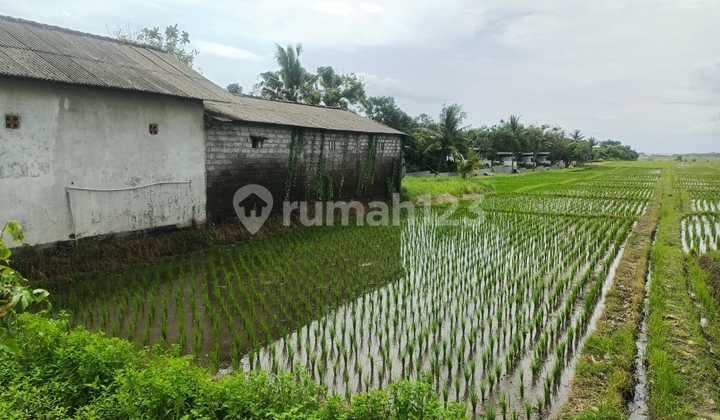 Freehold Land 45 Are For Sale Near Kelating Beach, Bali Freehold Land 45 Are For Sale Near Kelating Beach, Bali