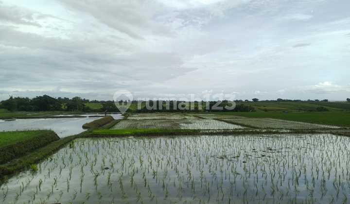 Freehold Land 13 Are For Sale Near Kelating Beach, Bali