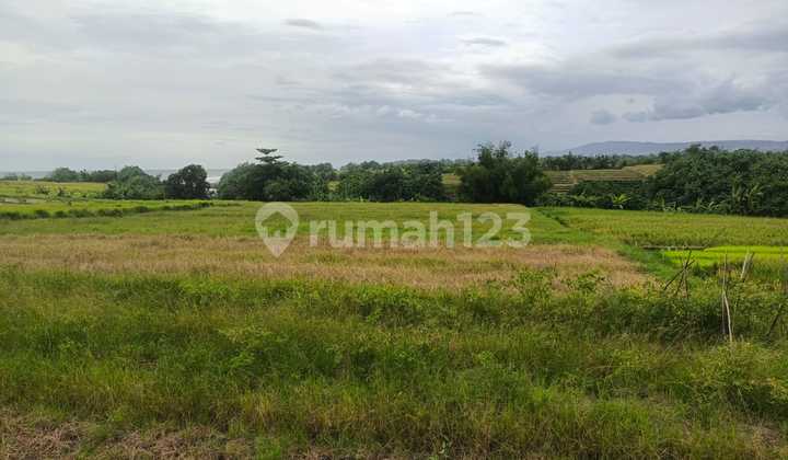Dijual Tanah Freehold 21 Are View Sawah - Kelating, Tabanan, Bali