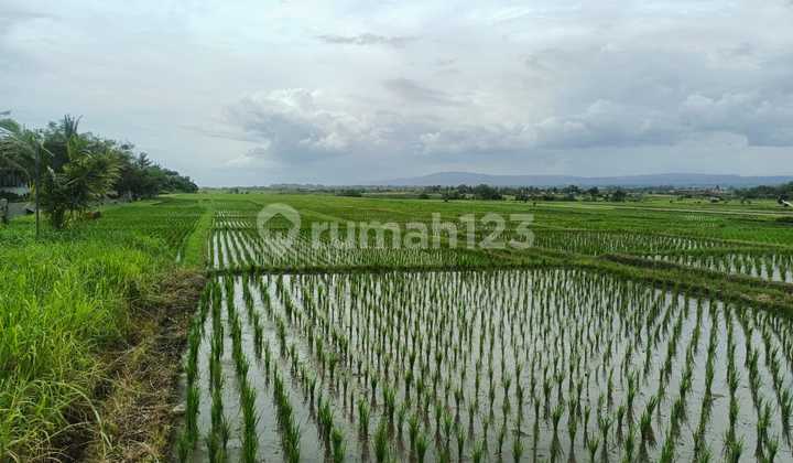 Freehold Land 27 Are for Sale Near Kelating Beach, Bali Freehold Land 27 Are for Sale Near Kelating Beach, Bali