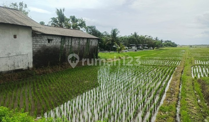 Freehold Land 45 Are For Sale Near Kelating Beach, Bali Freehold Land 45 Are For Sale Near Kelating Beach, Bali