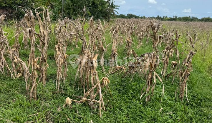 Strategic Land for Sale at Klecung Beach - Tabanan Bali