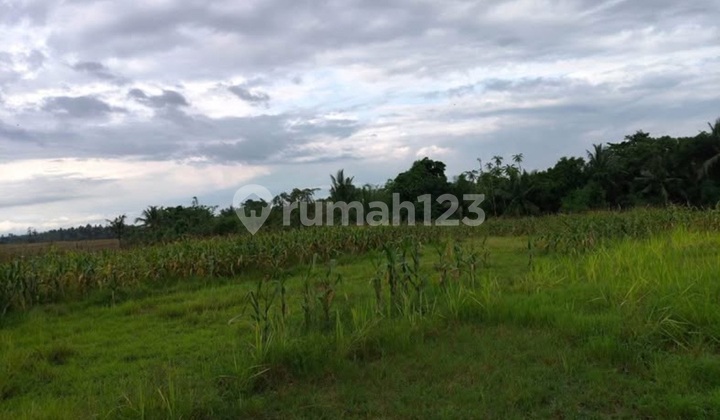 Dijual Tanah Bagus di Desa Wisata - Tabanan, Bali